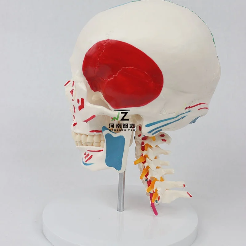 Life Size Colored Skull Model with Muscles Painted Cervical Vertebra Nerves and Blood Vessels Movable Jaw Educational Equipment