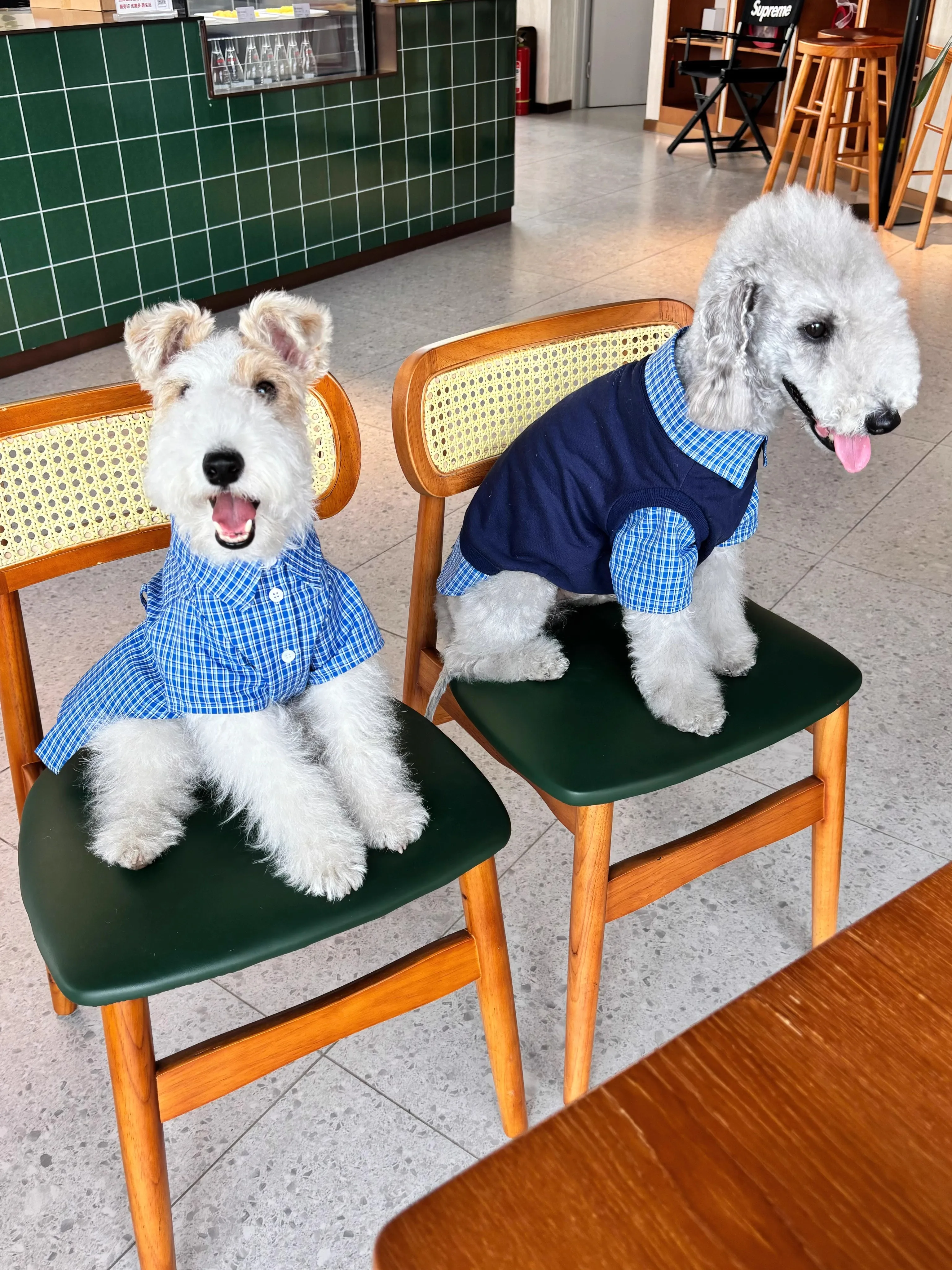 

The British Gentleman'S Checked Pet Clothing Is Truly Of Excellent Quality Blue Dog Shirt