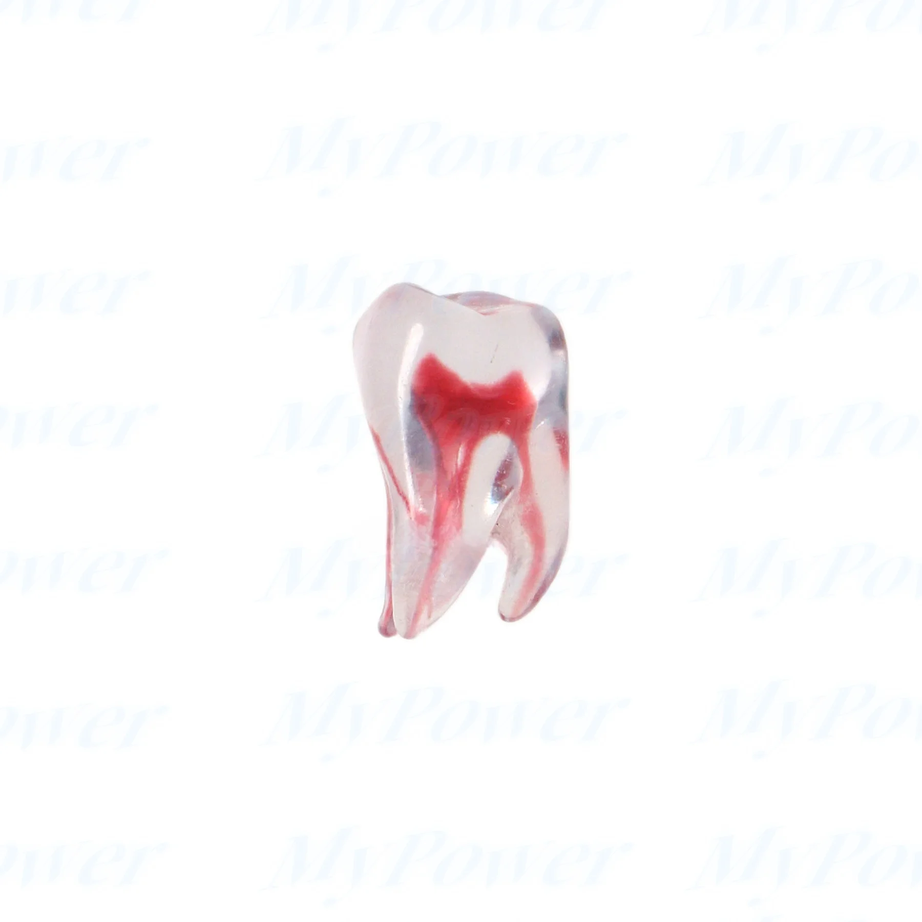 Tandheelkundige Training 3d Rct Endo Tandmodel Oefenmodel Gebogen Wortelhars Tanden