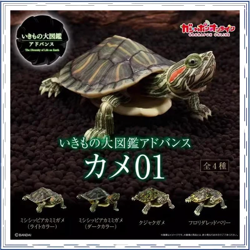 BANDAI Anime Biological Book Brazil Turtle Gashapon Christmas Gifts or Collection Genuine Action Figure Model Toys