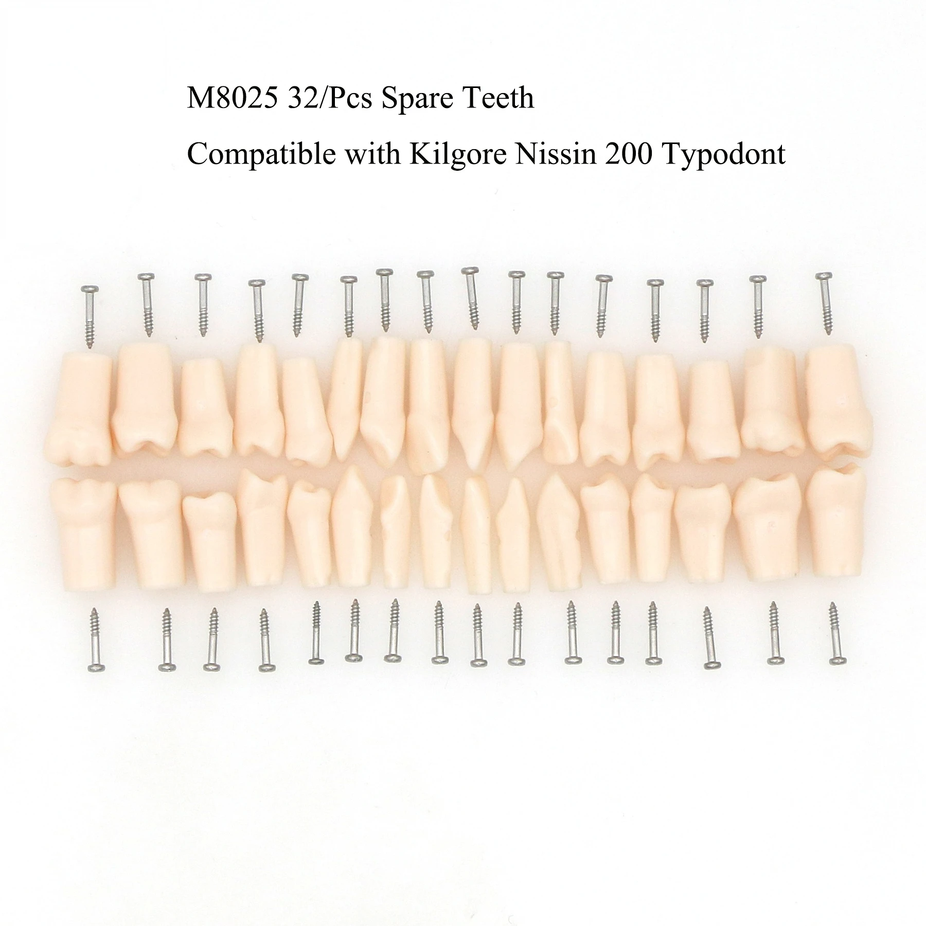 Kilgore NISSIN 200 Type 32 Pcs Replacement Spare Teeth Dental Typodont Model M8025 Teeth Model