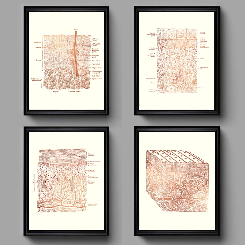 AZNM Human Skin Structure Vintage Anatomy Canvas Wall Art Dermatology Diagram Decor Skincare Salon Medical Clinic Unframed Poste