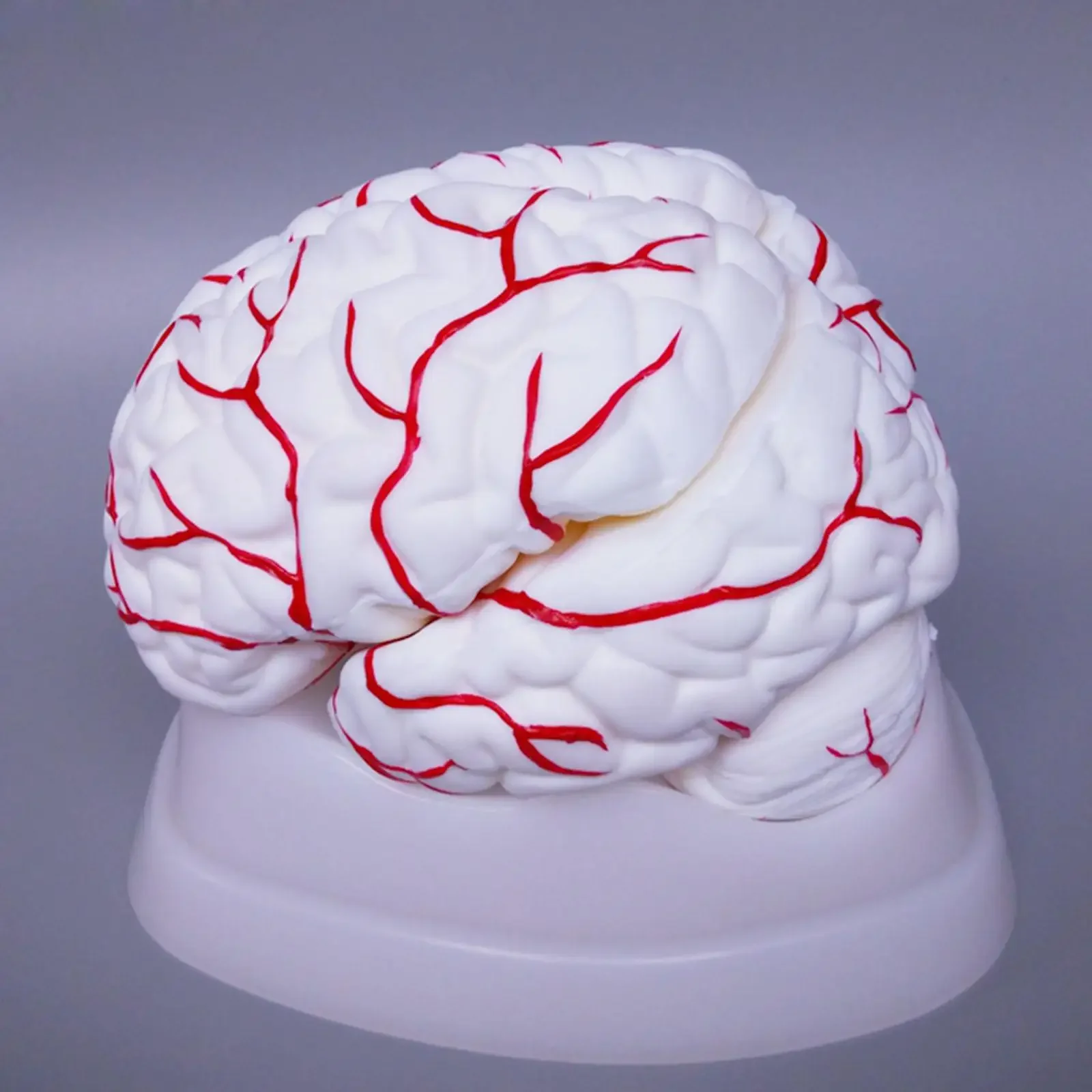 PVC 8 Parts Human Brain With Artery Fully Dissected Model for Medical Study Natural