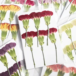 Half-Section Pressed Flowers for DIY, Real Flower, Plant Photo Frame, Dripping Phone Case, Bookmarks, Nature, 4-6cm,8-9cm, 6PCs