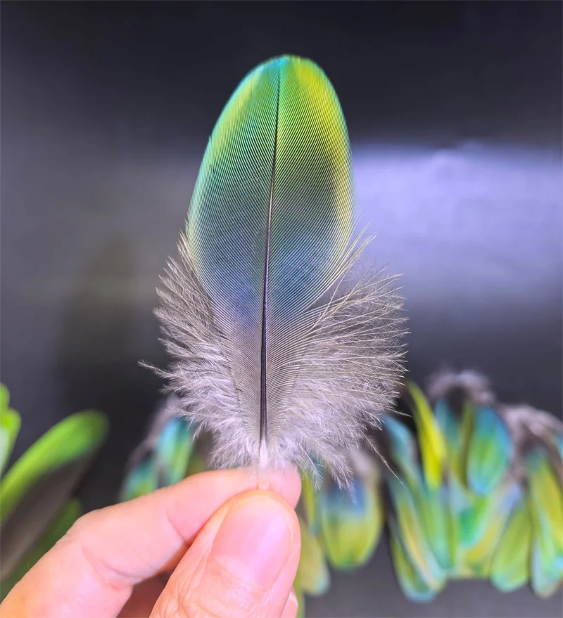 

10Pcs/lot! Vibrant Green Parrot Small Wings,Parrot Quill FEATHERS,6-13cm long,Plumas Decorative