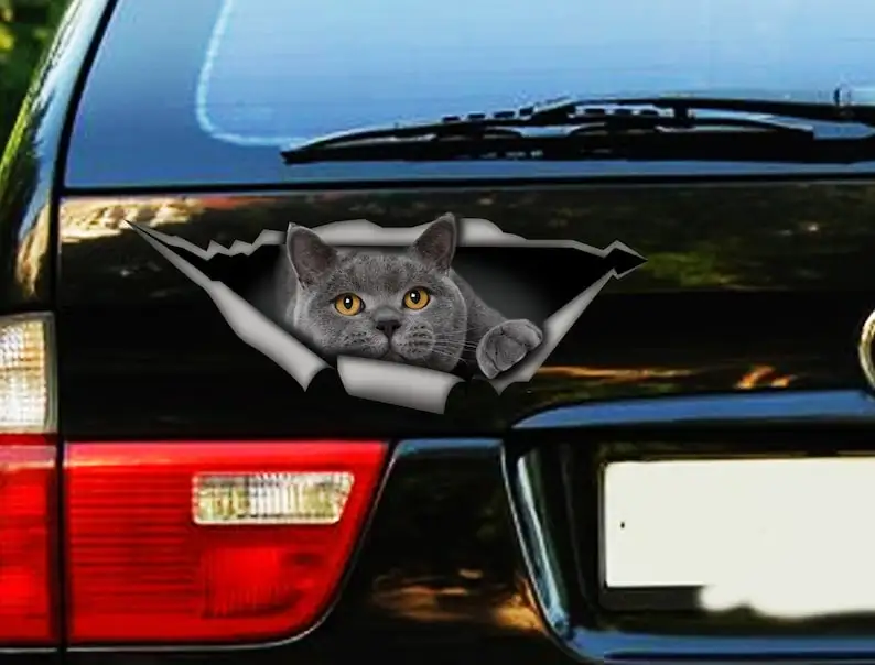 British Shorthair decal, gray cat car decal, funny sticker, cat car sticker