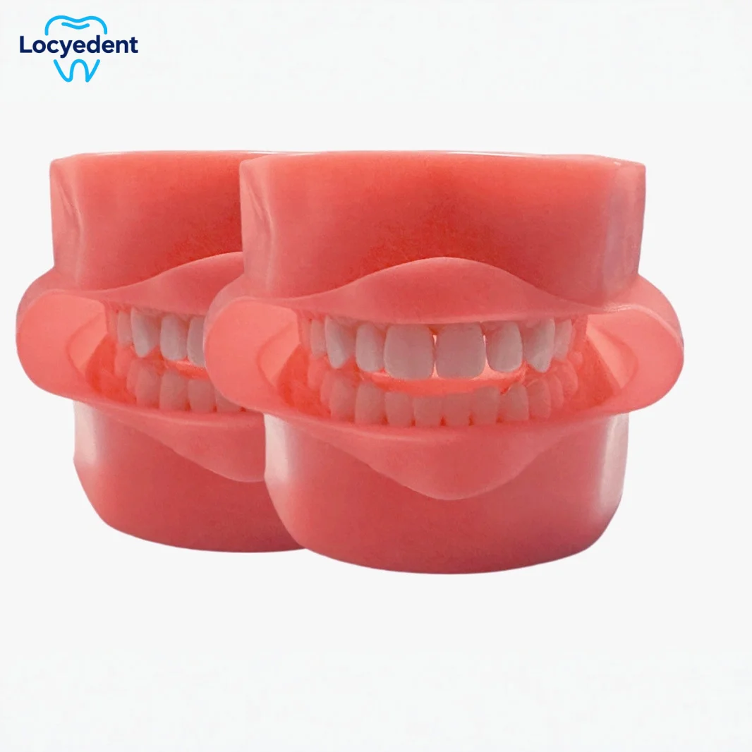 

Dental Technician Practice Training Soft Gums Typodont Jaw Models Practice Teaching Implant Training Model