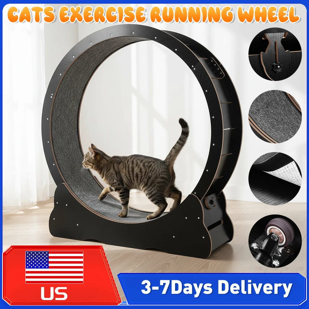 Quiet Cat Exercise …