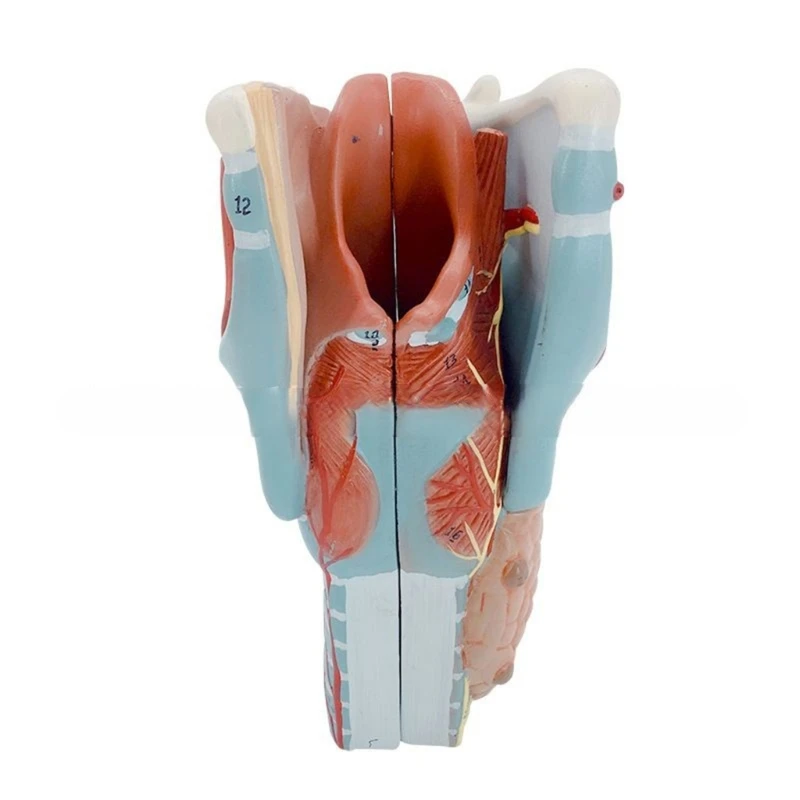 

2x Enlarged Anatomical Larynx Model Removable Human Throat Anatomy Model Drop Shipping
