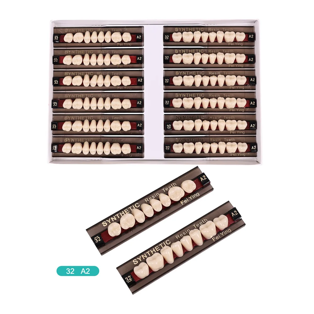 Dental Teaching Model A2 of Maximum Standard Size Teeth Upper and Lower Model for Replacement DIY Halloween