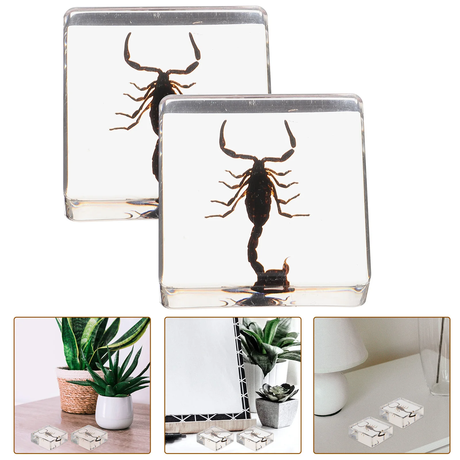 

2pcs Resin Insect Specimen Decor Bookend Teaching Aid Desktop Ornament Clear Multi-Function Tabletop Craft For Home Office Study