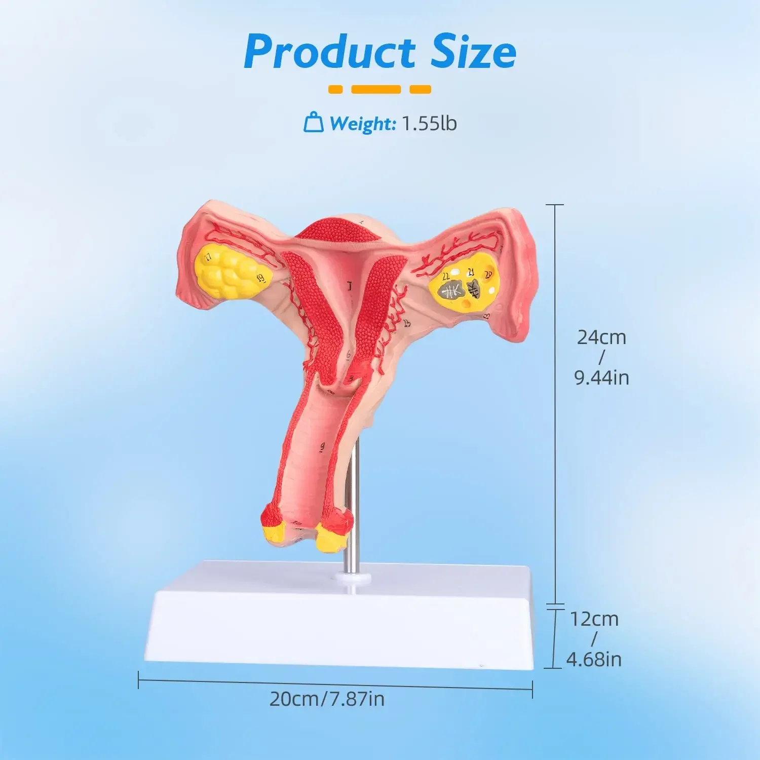 Human Uterus and Ovary Model Reproductive Organ Model Life Size Human Anatomy Model Teaching Tools