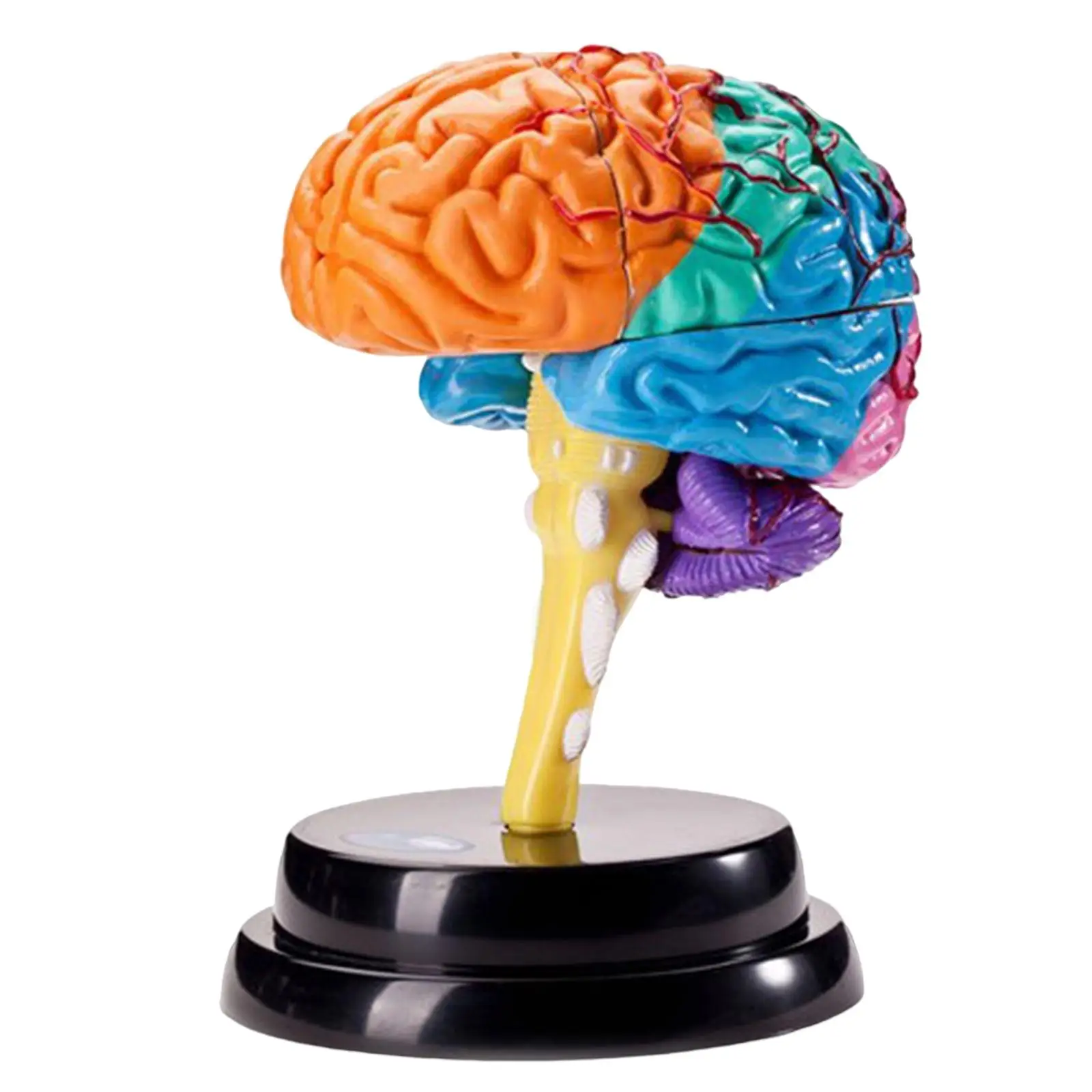 Human Brain Model Study Display Teaching Tool PVC Educational Sculpture Disassembled Figure Suitable for Classroom