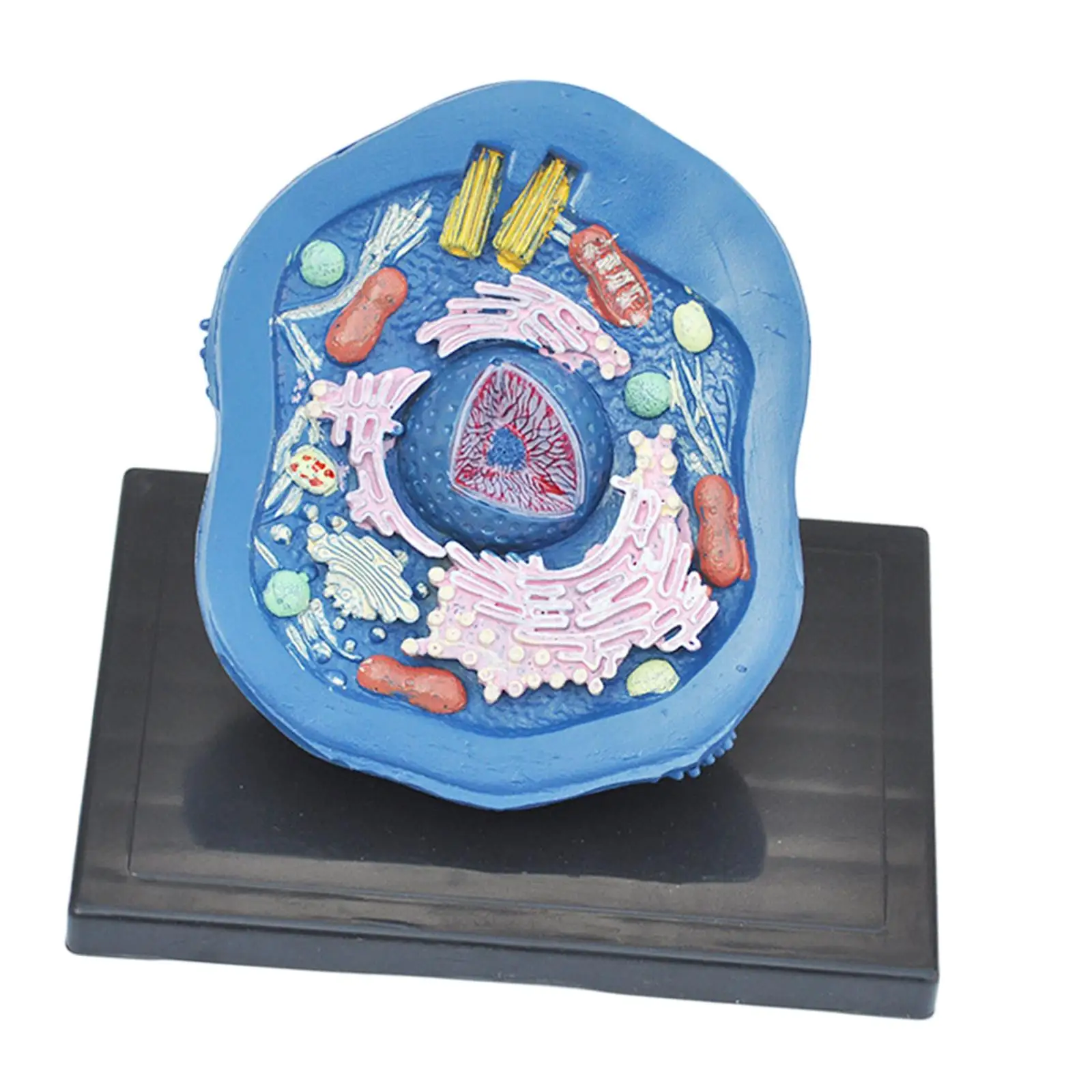 

Animal Cell Anatomy Model Microscopic Structure Stem Kits Teaching Supplies Educational Science Kits for Classroom Study Display