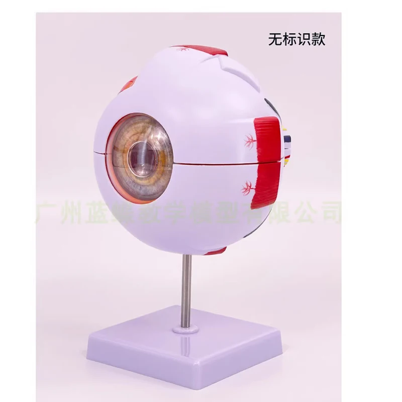Six times magnification of human eyeball model Eye model Teaching model medicine of eye structural anatomy in ENT