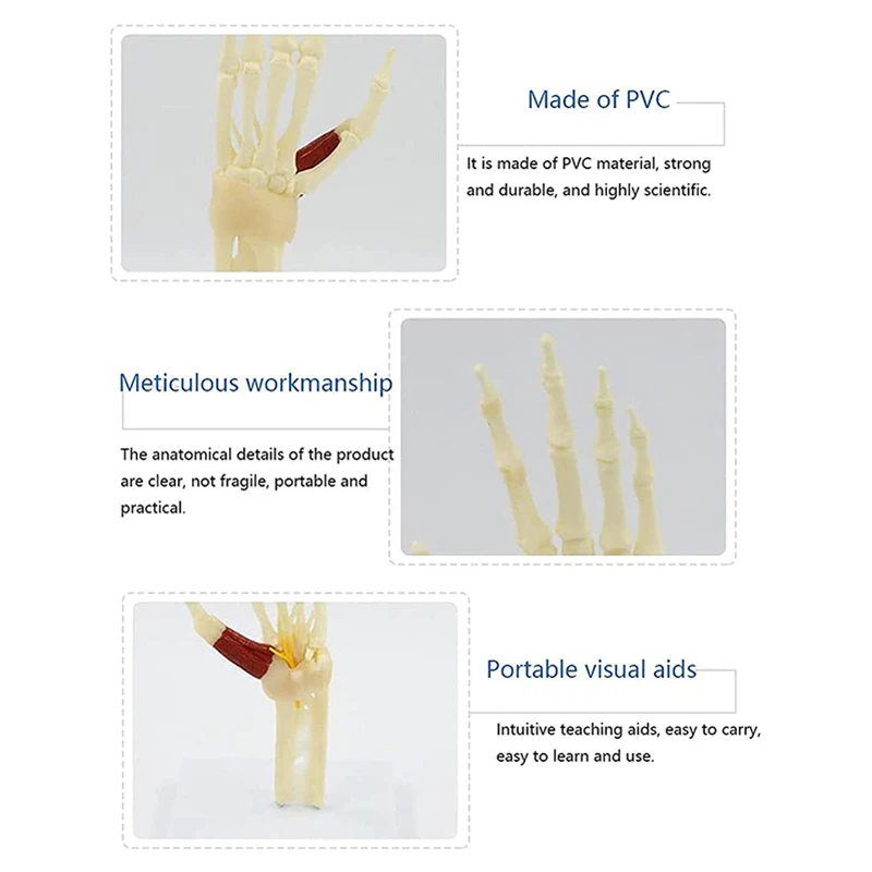 Human hand bone model Hand joint attached ligament model Finger bone model Hand palm bone model