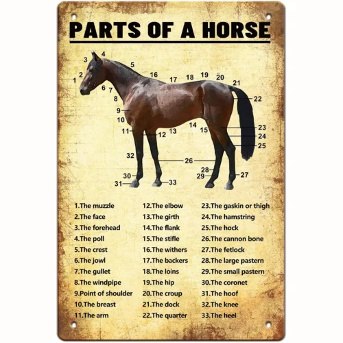 Panneau en métal « Horse Knowledge », affiche rétro sur les parties du cheval, pour café, ferme, salon