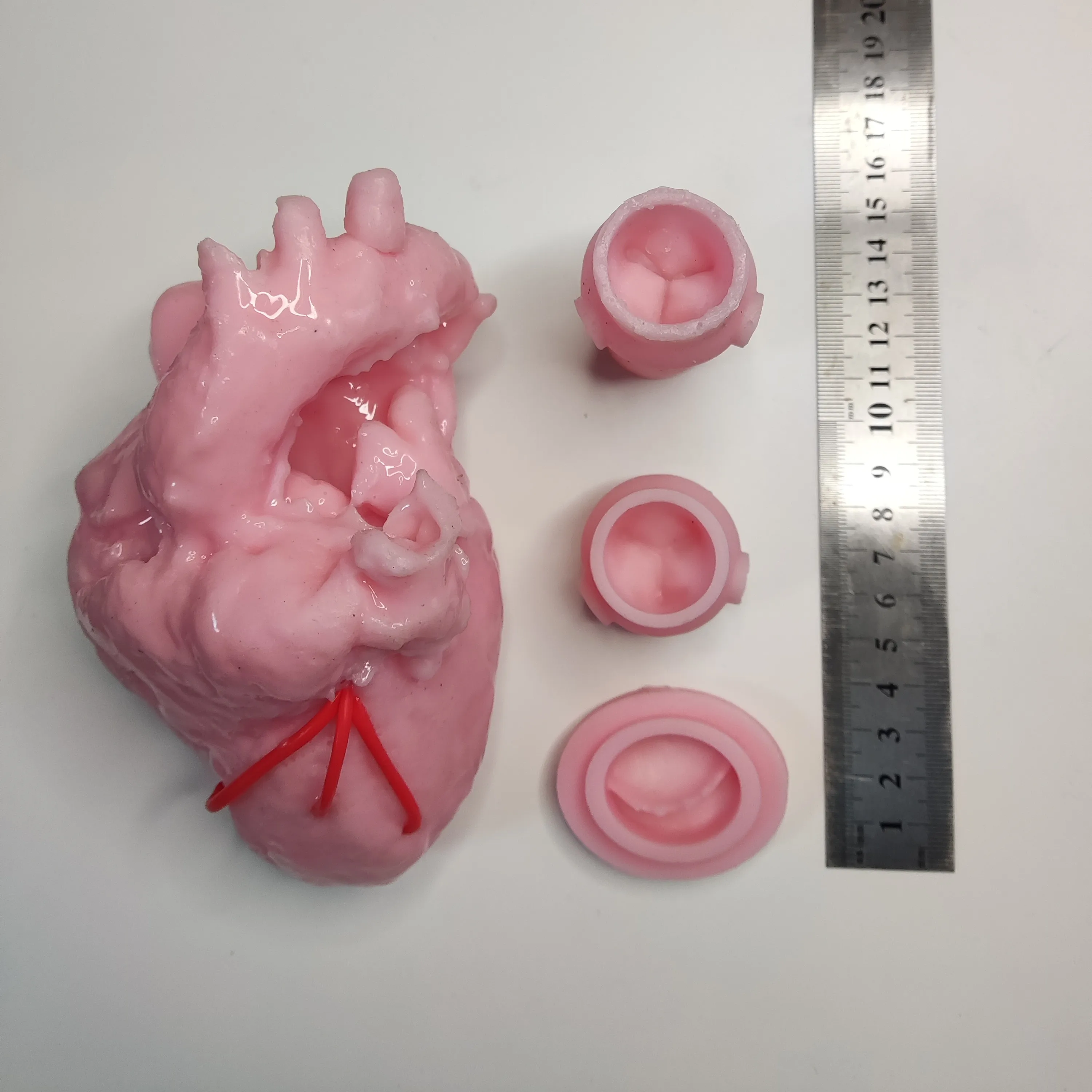 

Cardiac Surgery Valve Suture Simulation Training Vascular Aortic Root Model