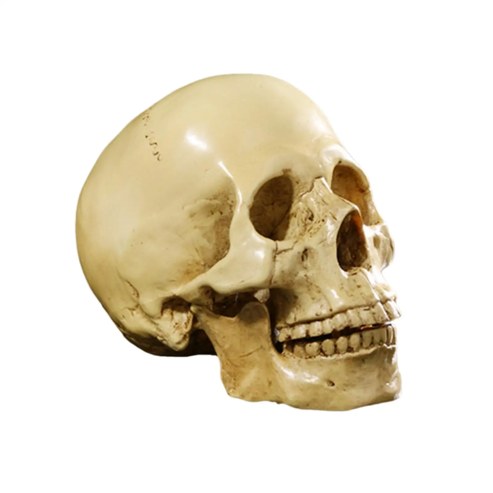 

Resin Human Skull Skeleton Model Lifelike Replica 1 to 1 Teaching Aid Doll Head Component for Science Class and Bar Decor