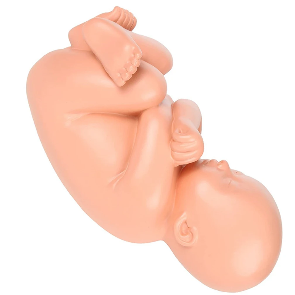 Mini Pregnancy Anatomical Models Anatomical Pregnant Human Female Pelvis with Pregnancy 9 Months Baby Fetus Model Life Size