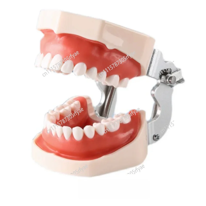Dental Tooth Preparation Model Resin Teeth Oral Practice Training Tool Dental Teaching Material Dentistry Practice Equipment