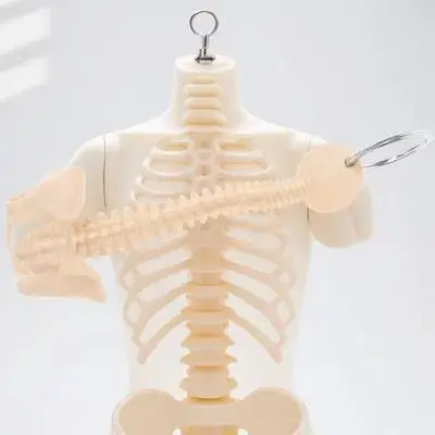 Tools Keychain Pendant Backbone Modle Human Spine Keyring PVC Decorative Chiropractor Biology