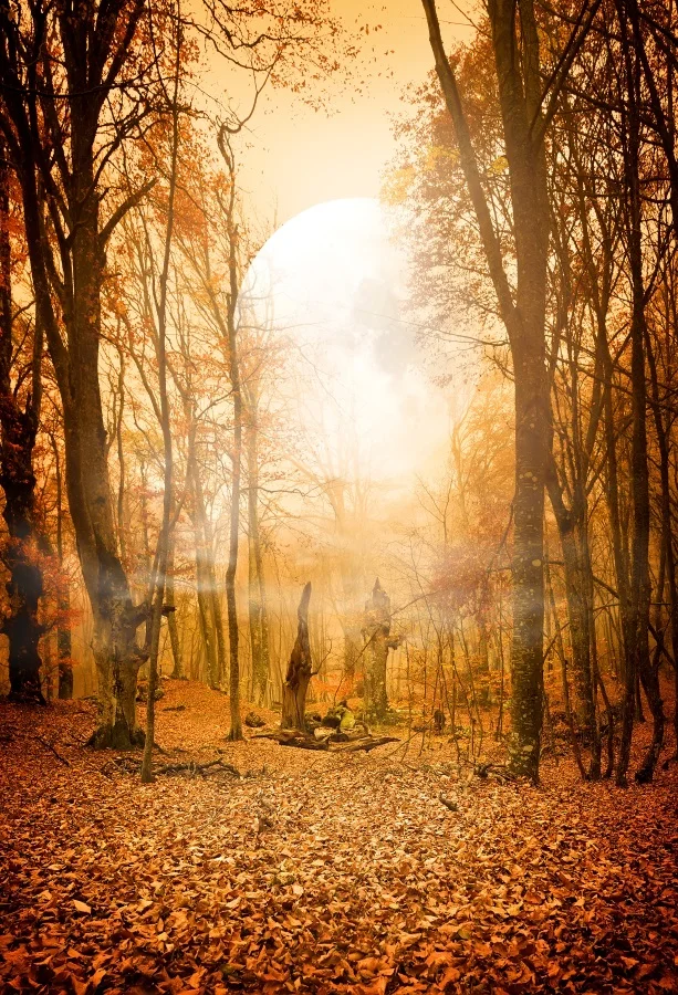 Autumn Forest Old Tree Field Path Sunshine Natural Landscape Photography Background Fallen Leaves Photo Backdrop Photo Studio