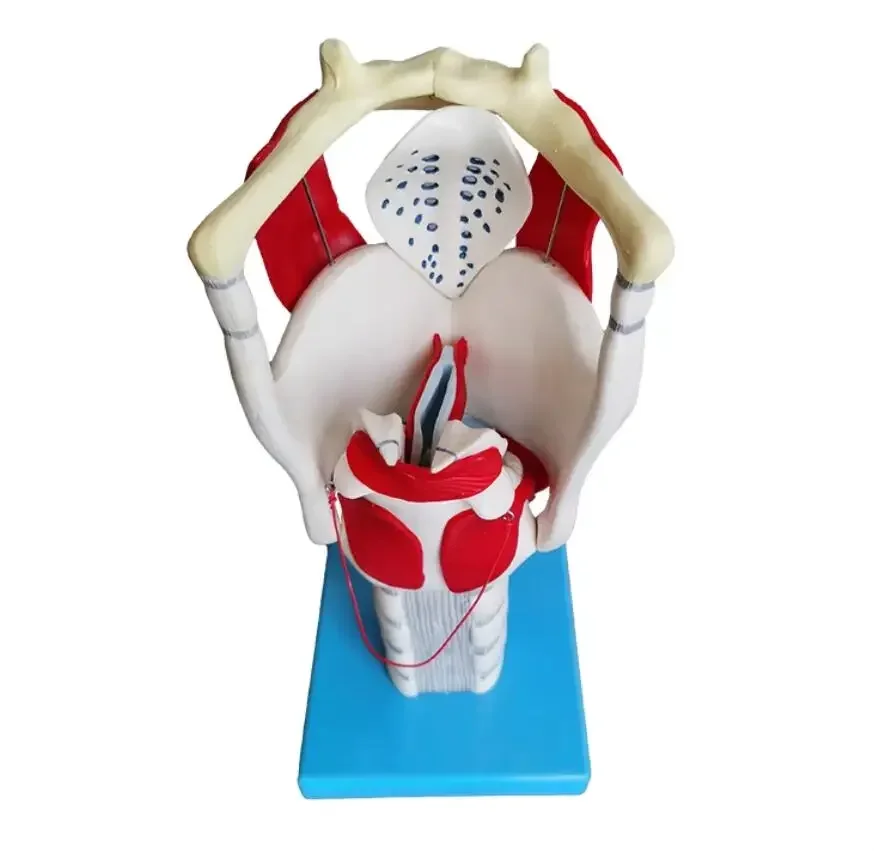 Modelo de anatomía laríngea Modelo de ubicación de vocalización de cable vocal amplificado funcional