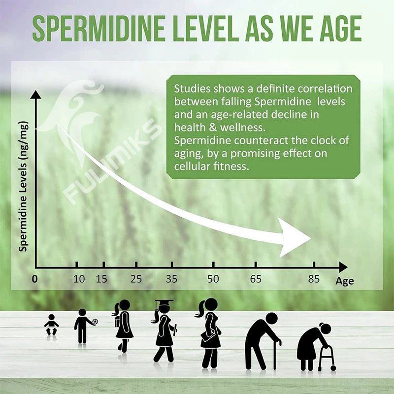 Spermidine Supplements, Wheat Germ Extract Capsules with Higher Spermidine Content & Zinc for Healthy Aging, Immune System