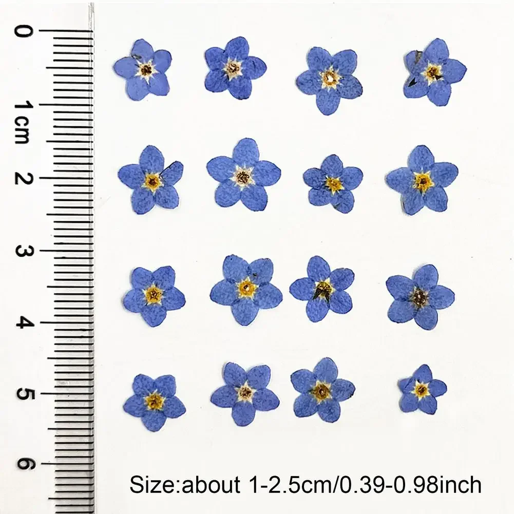 جيد 20 قطعة مجموعة ننسى لي لا المجففة زهرة رئيس الايبوكسي الراتنج قالب ملء DIY بها بنفسك مسمار الفن زهرة ملصقات بطاقة جراب هاتف الزينة #5