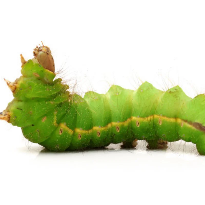 

4 шт., металлический корпус R-типа, фиксированные зажимы для кузова, штифт с язычком для осевого SCX10 TRX-4 MJX Wltoys 1/10 1/12 1/14 1/18 RC Автозапчасти