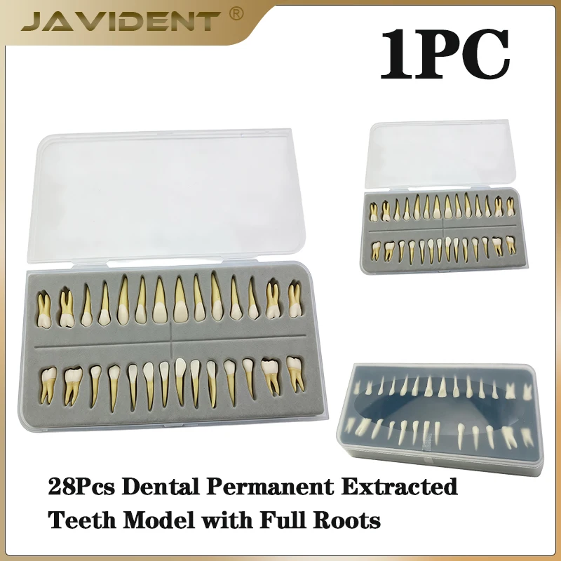 JAVIDENT 28-Tooth Set (Single-Color and Two-Color Permanent Tooth Roots)  Adult Teeth Model Model Resin School Teaching Model
