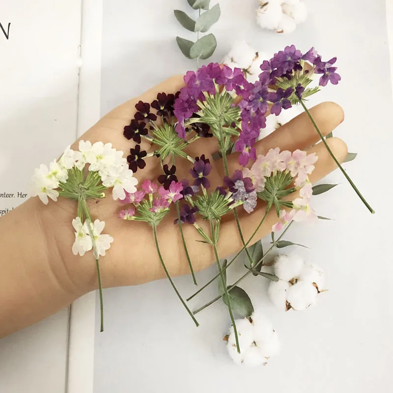 

100pcs 4-6cm Pressed Dried Mixed Verbena Hortensis Flower With Stalk For Jewelry Bookmark Postcard Photo Frame Making Craft