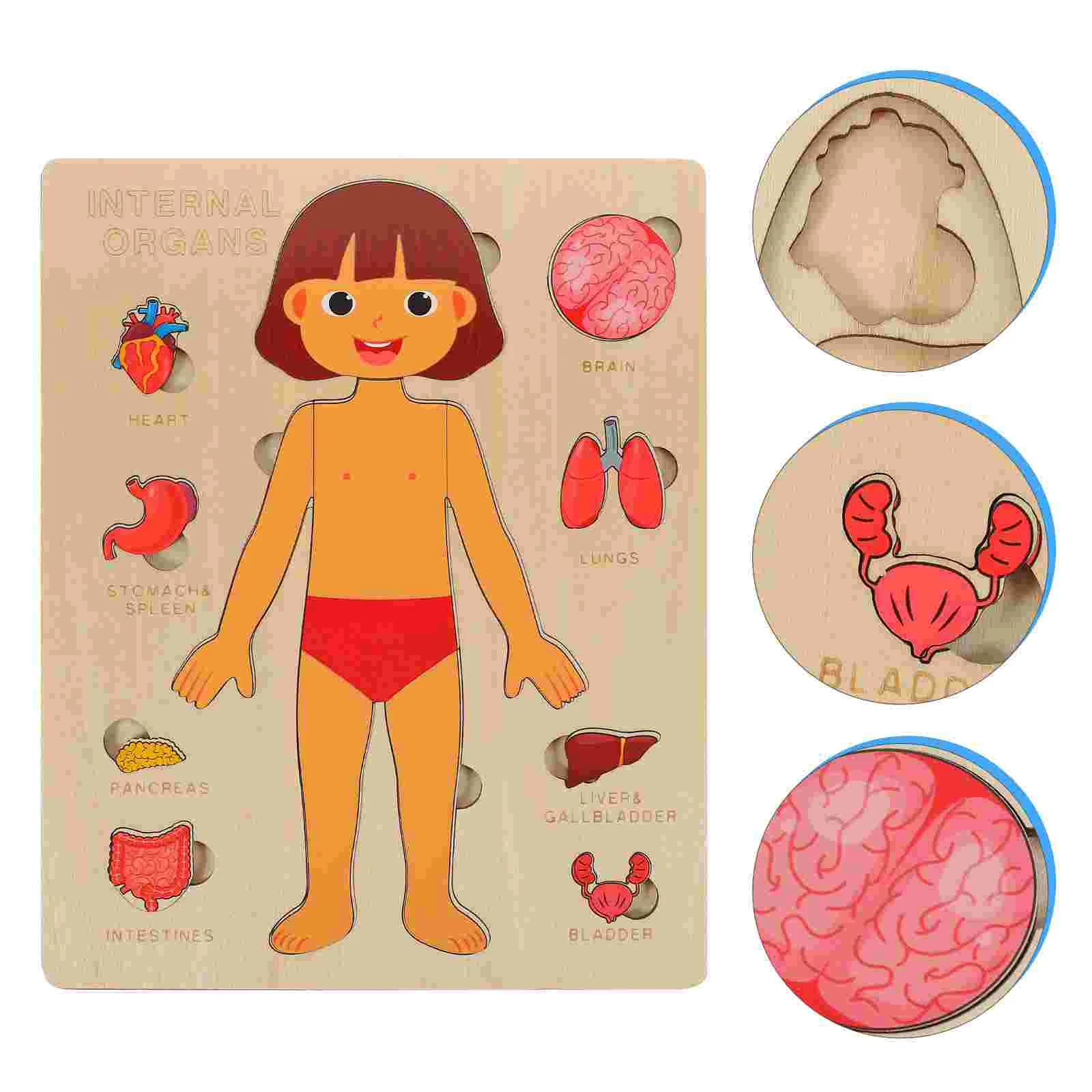 Struttura del corpo umano Puzzle organi Puzzle giocattolo riconoscimento dei bambini sussidi didattici per l'infanzia strumento per la prima educazione modello di anatomia