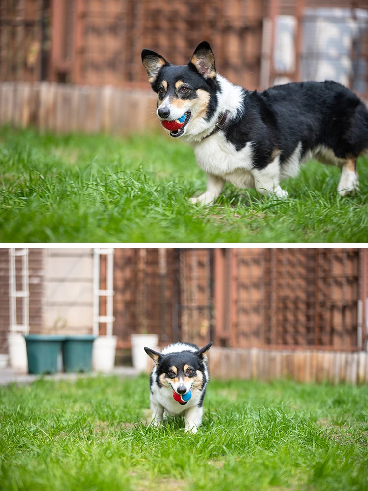 3pcs Interactive Squeaky Tennis Ball for Dogs - High Bounce and Durable Rubber Toy for Hours of Fun and Exercise(M)