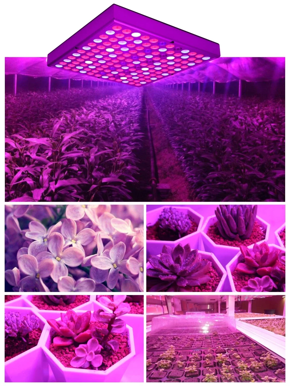 Panel de luz LED para cultivo de plantas, caja de luz de espectro completo, Bombilla Phytolamp para invernadero de interior, plántulas de crecimiento de flores