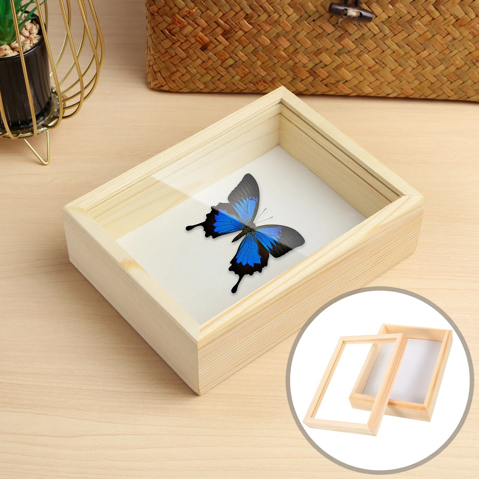 

Biological Experiment Equipment Insect Display Box Specimen Case Transparent Storage Tool Bug Capture Container Educational Aid