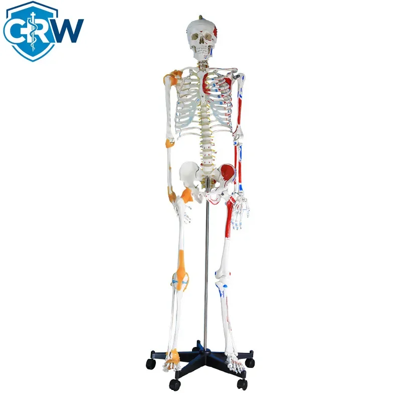 CRW Human Medical Educational Anatomical Skeleton Model of Human Body Bones 180 cm Advanced PVC Chaoyang CY-HS