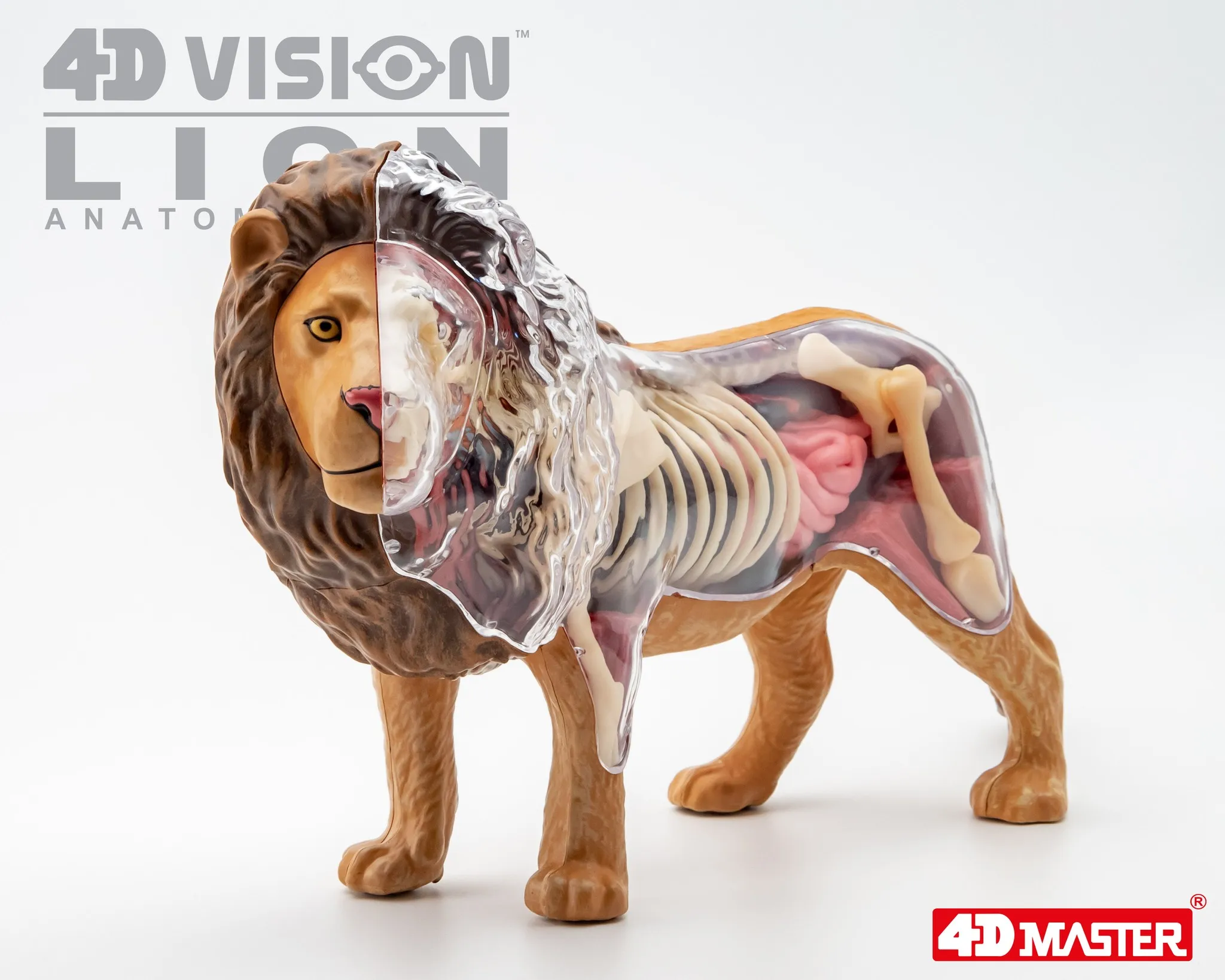 

4d Master Beast Wild Animal Lion Internal Organs Anatomy Teaching Model Puzzle Assembly Toy