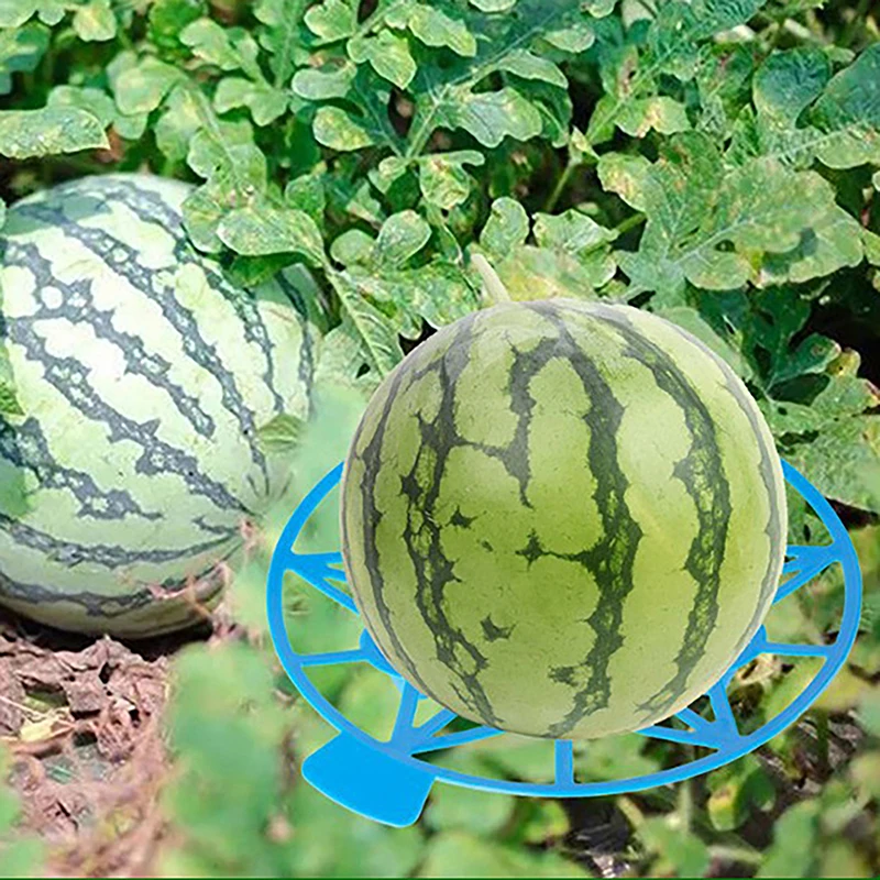 2 Stück Gartenbau Obst tablett Haushalt Wassermelone halter Garten Obst Korrosions schutz Halterung Kunststoff Gemüse Obst tablett