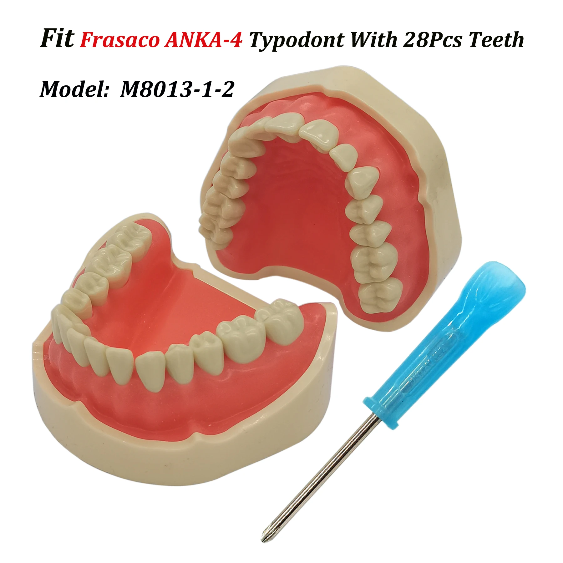 Frasaco ANKA-4 Typodont Fit Dental Standard 28Pcs Screw-in Teeth Model Practice Filling Restoration Soft Gum Gingivae M8013-1-2