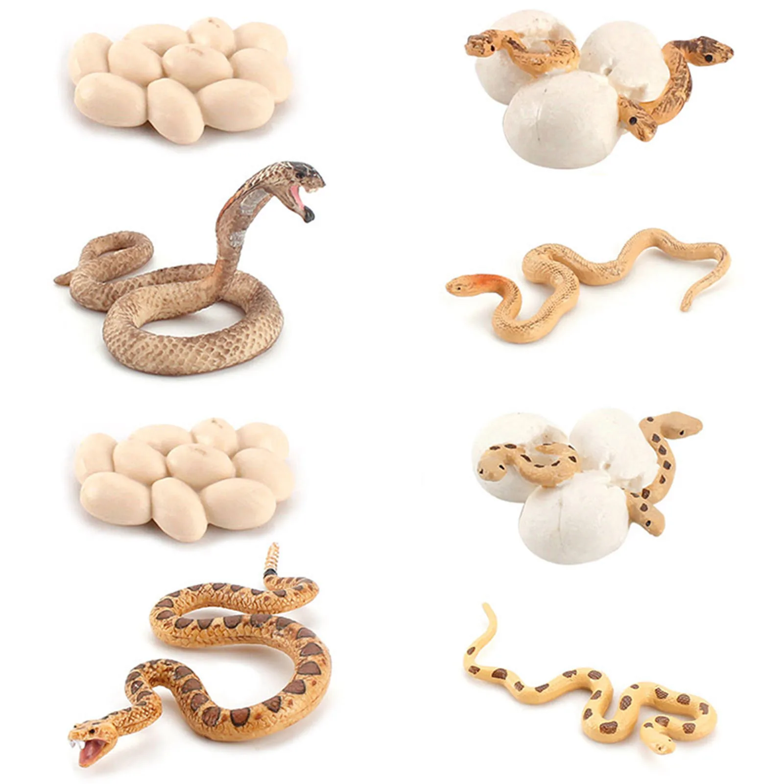 Realistic Rattlesnake Cobras Growth Cycle Model Hand Painted Figurine,Life Cycle Of Snake Miniature Educational Toy Figures Gift
