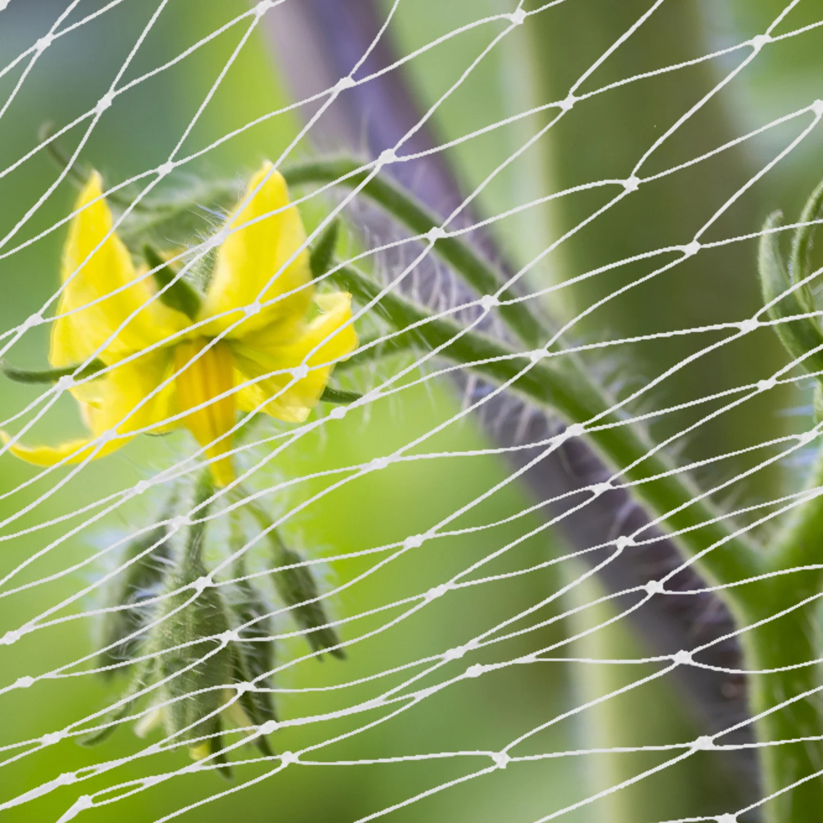 

Mesh Anti Bird Netting 2M X 10M Weather Resistant Garden Net for Plants Trees Shrubs Reusable Plant Protection Cover