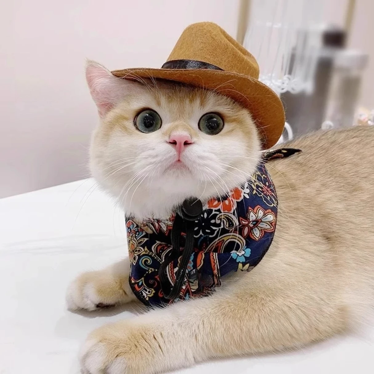  Cat Cowboy Hat Pet Head Acce - Cowboy Hat Straw review and price