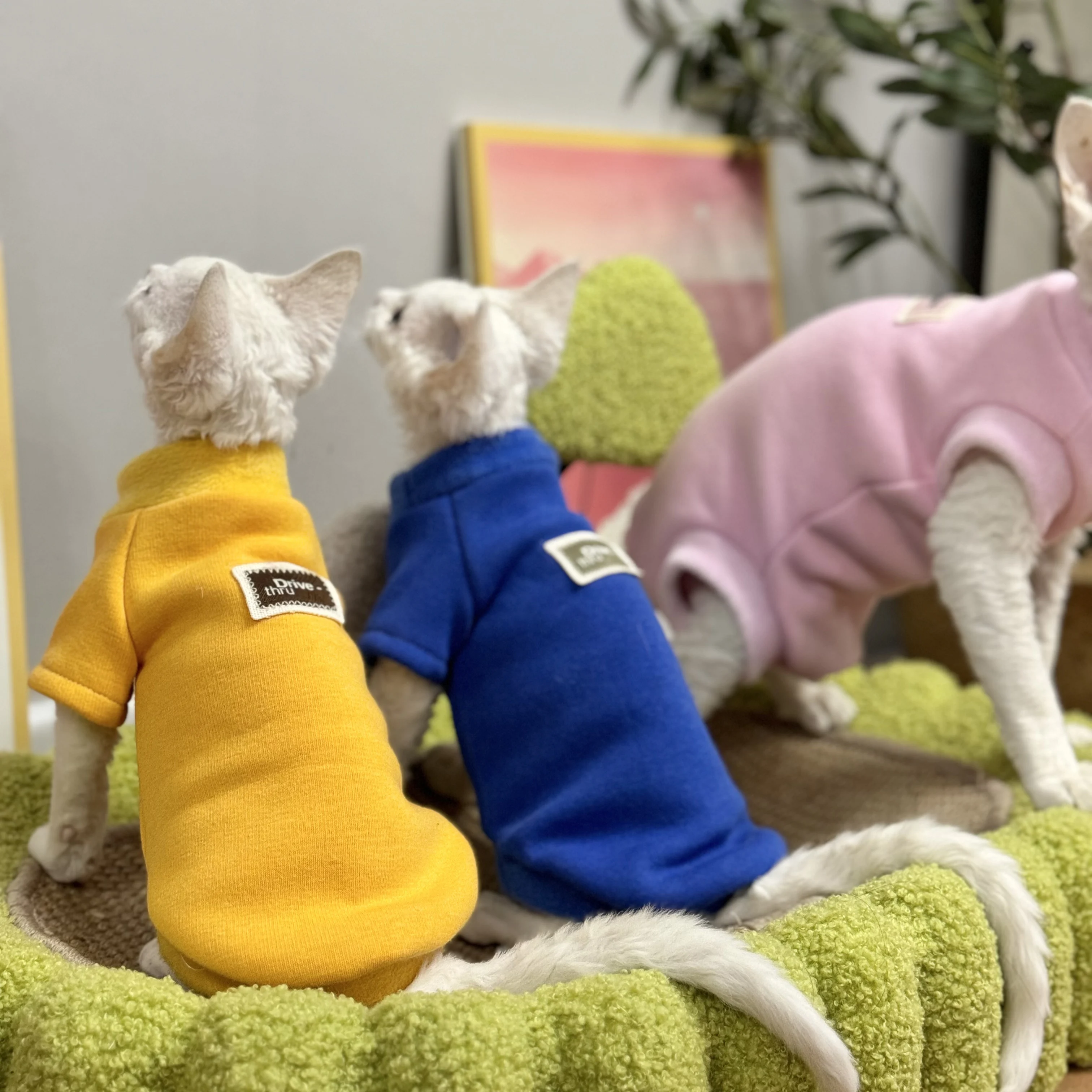 Pink Blue Cotton Coat for Sphynx Cat Winter Fleece Sweatshirt for Kittens Warm Balck Loungewear for Devon Rex Clothing in Spring