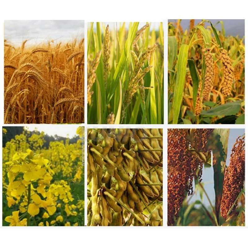 Mesin Perontok Gandum, Jagung, dan Lada Hitam Harga Terbaik, Laris Manis