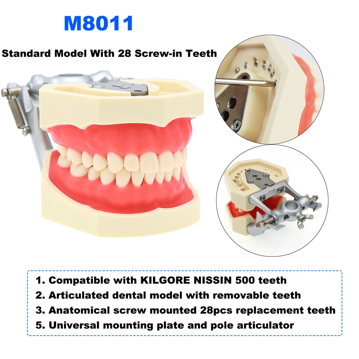 نموذج لشكل الأسنان نموذج Typodont 28 قطعة أسنان بديلة لولبية متوافقة مع KILGORE NISSIN 500 تدريس تدريب الأسنان