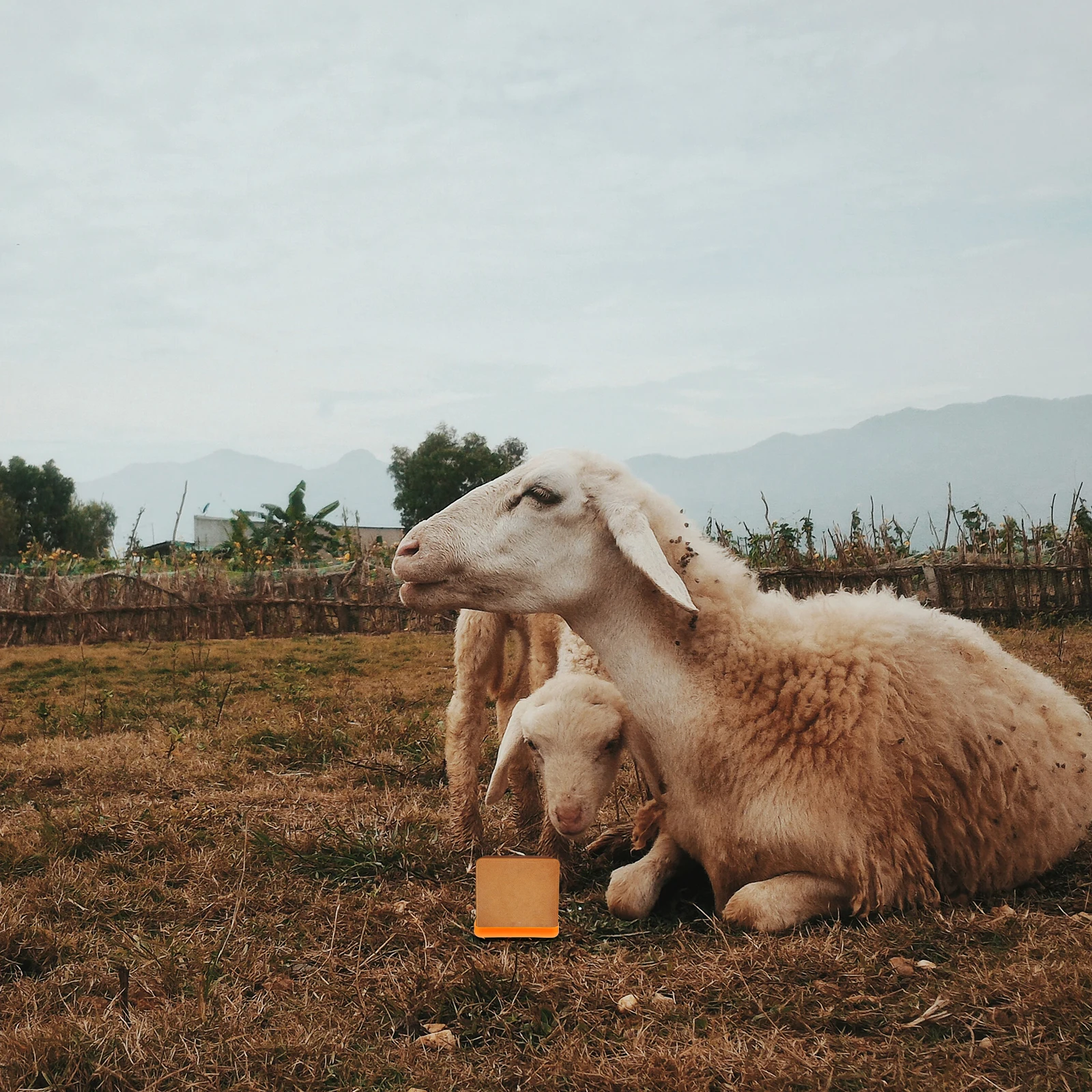 

1pc Thickened Lick Brick Box For Cattle Sheep Heavy Duty Livestock Feeder Nutrition Salt Block Container Farm Feeding Box