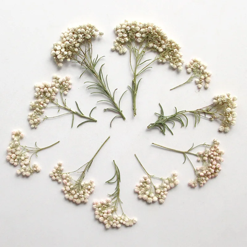 12pcs,Nature Millet flower branches,pressed dried flower diy glue drop mobile phone case plant photo frame flower bookmark decor