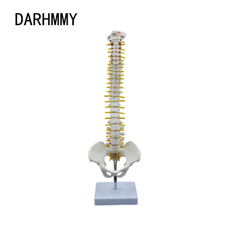 DARHMMY 45CM Human Spine with Pelvic Model Human Spinal Column Anatomical Model Anatomy Tool with Stand Teaching Tool Skeletal